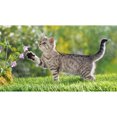 thumbnail image 1 of Drill Diamond Painting (DF3430) 5D DIY Kits de bordado de punto de cruz completo (Play Cat) 45x60cm FLhrweasw Nuevo, 1 of 1