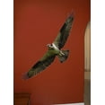 thumbnail image 2 of Wallhogs Schmeltzer Hawk Cutout Wall Decal, 2 of 2
