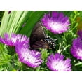 thumbnail image 2 of Honeysong Purple Stokes Aster Perennial - Stokesia - Gallon Pot, 2 of 2