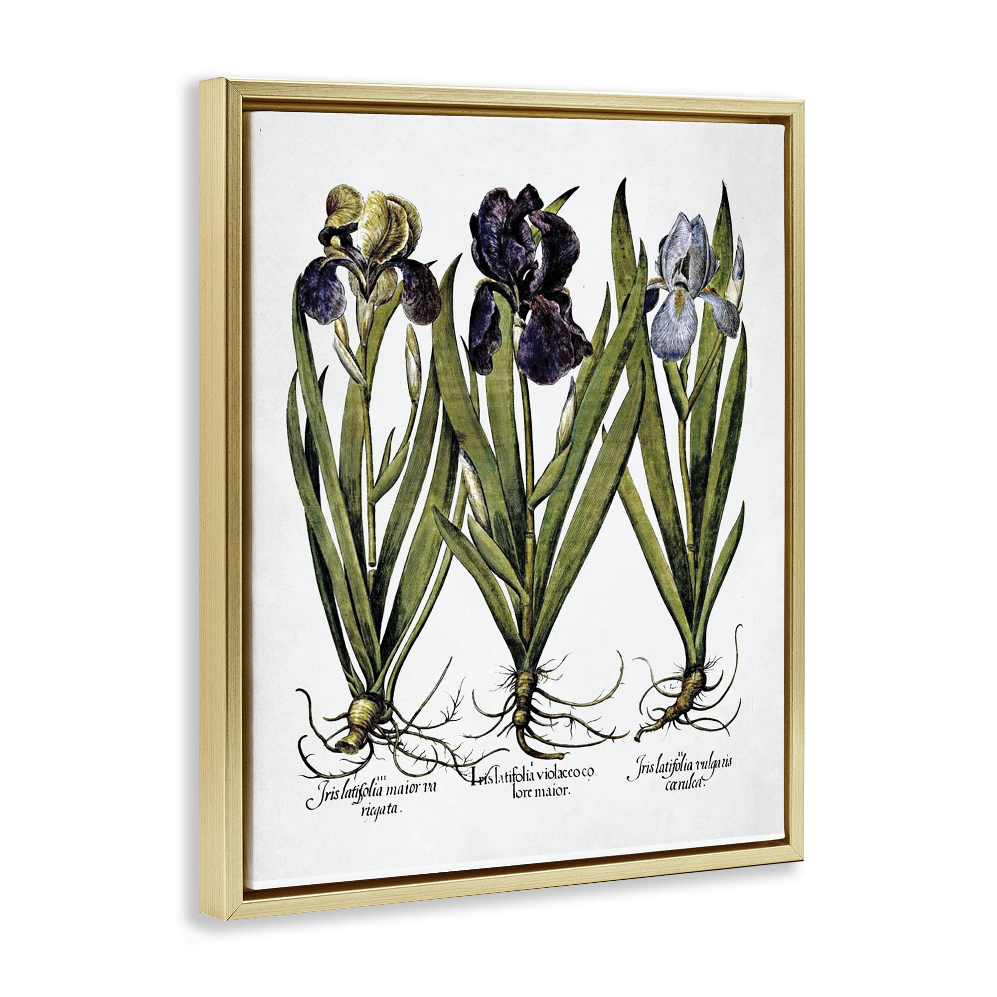 Stupell Industries Vintage Iris Studies Botanical & Floral Painting Gold Floater Framed Art Print Wall Art, 25 x 31