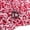 Candy Cane - Red/White, variant on FRILLZ Crinkle Cut Paper Shred Filler for Baskets, Gifts, Packing and Protecting your Birthday, Weddings, Anniversary, Valentines Day, and other gifts (1/2 pound, Blue)