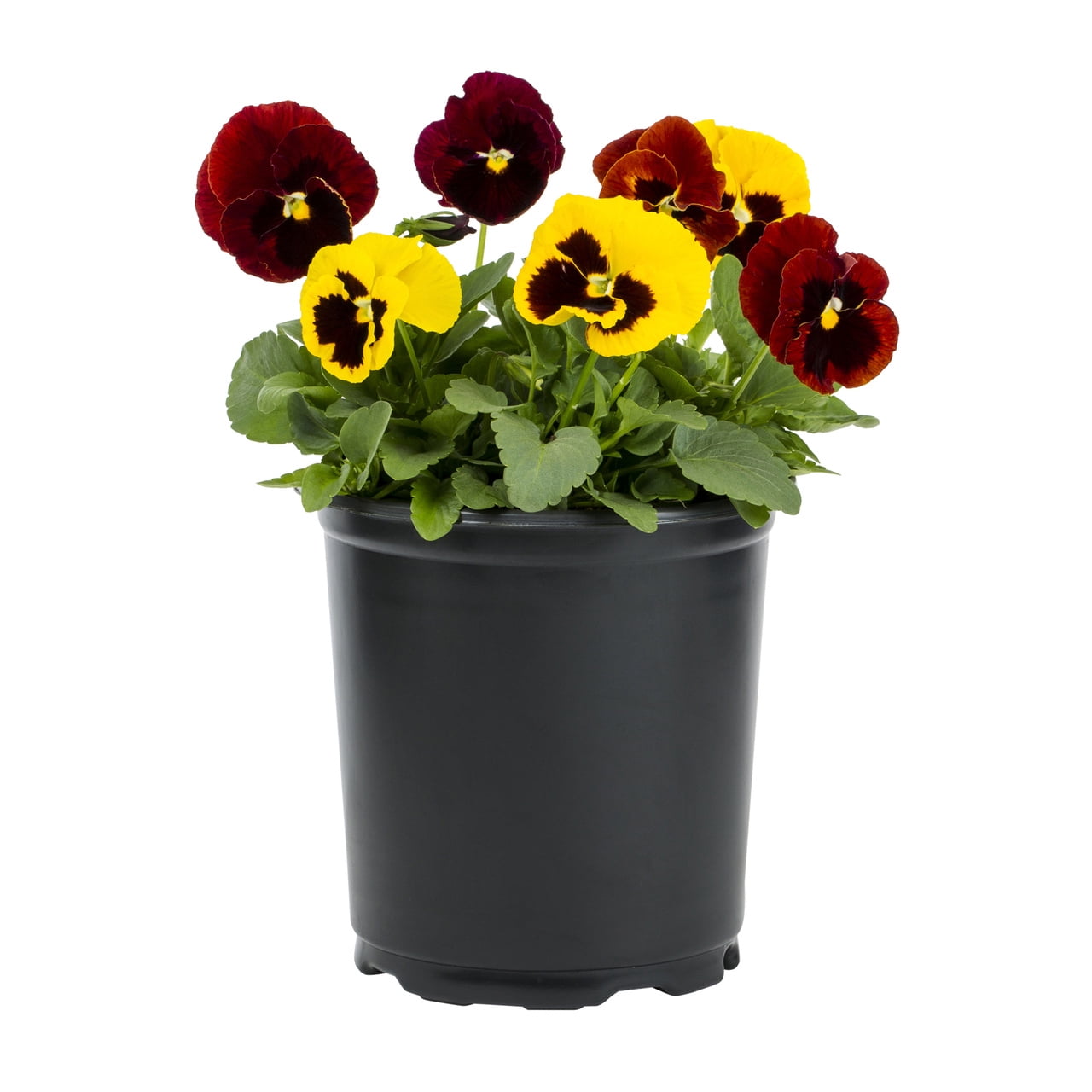 Expert Gardener 2.5QT Red Yellow Pansy Live Annual Plant Sun 3-Pack