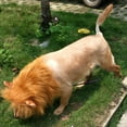 thumbnail image 4 of Iumwxz Clearance Sales Halloween Pet Accessories Lions Head Wig Dog Head with Tail Pet Supplies Funny Products Powerful and Domineering Halloween Decorations Polyester 14.96x14.96x0.79in, 4 of 5