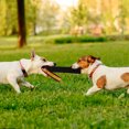 thumbnail image 4 of Juguete de cuero para perros, juguete interactivo para morder, juguete para cachorros, juguete de entrenamiento para perros, 4 of 8