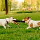 thumbnail image 4 of Juguete de cuero para perros, juguete interactivo para morder, juguete para cachorros, juguete de entrenamiento para perros, 4 of 8