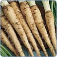 thumbnail image 1 of 50 MAMMOTH Sandwich Island SALSIFY White Root Vegetable Oyster Flower Seeds, 1 of 3