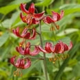 thumbnail image 3 of Martagon Hybrid Lily Mix Flower Bulbs - 3 Bulbs per Pack - Good as Cut Flowers - Naturalizing - Perennializing - Easy to Grow Live Plants - Outdoor Garden, 3 of 5