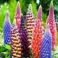 Seeds4planting Seeds Lupine DHF10 Florida Giant Mix Tall Perennial