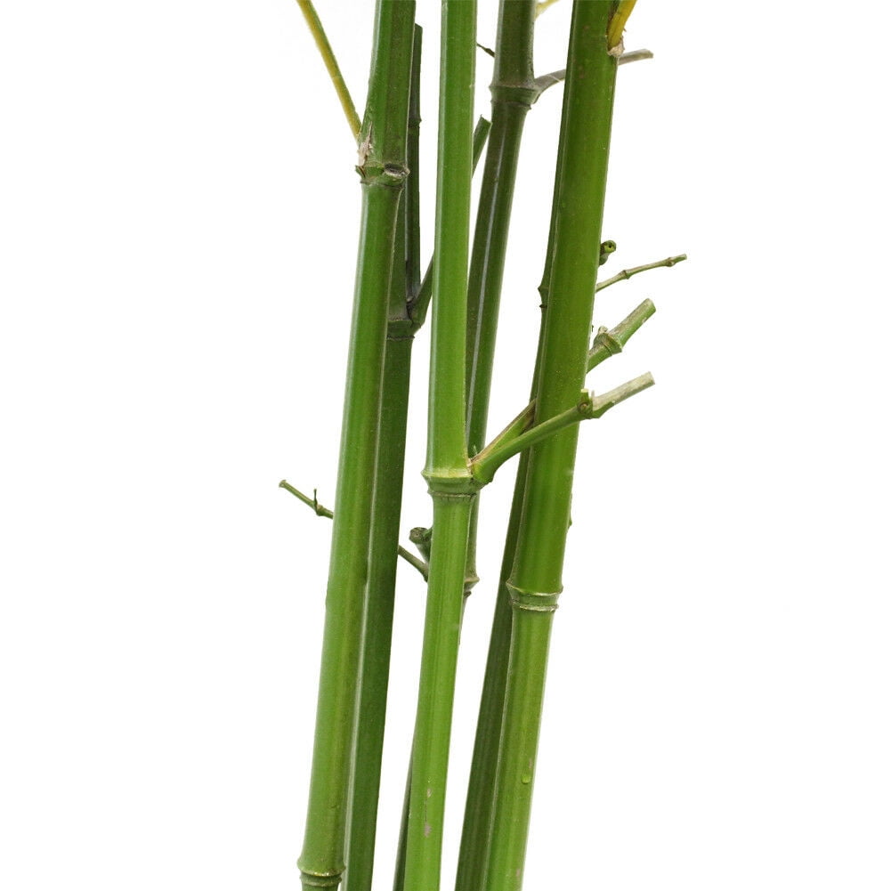 5-Feet Simulation Faux Bamboo Fake Green Leaf Tree Potted Plant Bonsai decor KT00167