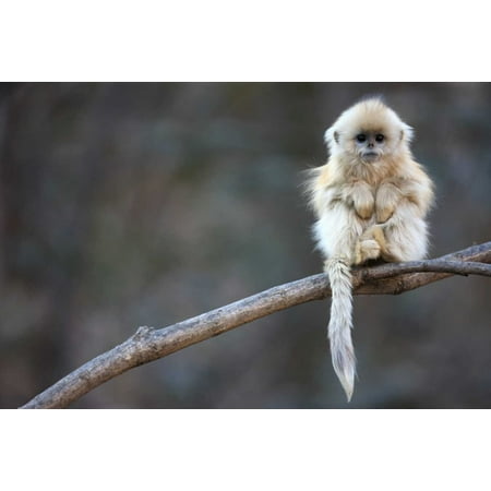 Chinese Vintage Poster Golden Snub-nosed Monkey juvenile Qinling Mountains China Poster Print by Cyril Ruoso ()