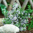 thumbnail image 5 of National Plant Network 4 in. Rosemary Live Herb Plant with Full Sunlight-3 Pack, 5 of 6