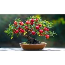 30 Red Pomegranate Bonsai Tree Seeds for Planting
