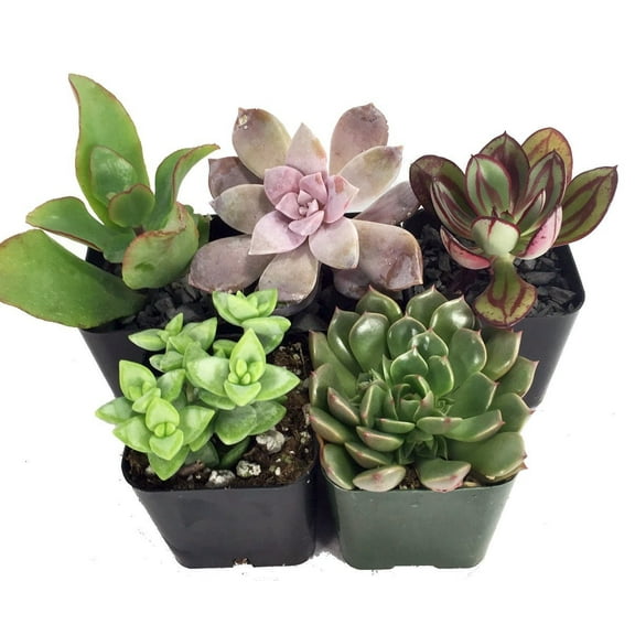 Succulent Terrarium & Fairy Garden Plants - 5 Different Plants in 2" Pots