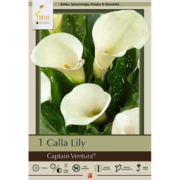 Captain Ventura Calla Lily Bulb Zantedeschia 14/16 cm Snowy White