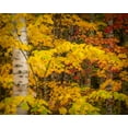 thumbnail image 2 of Jaynes Gallery 32x26 White Modern Wood Framed Museum Art Print Titled - USA-Maine-Acadia National Park Autumn colors in forest, 2 of 4