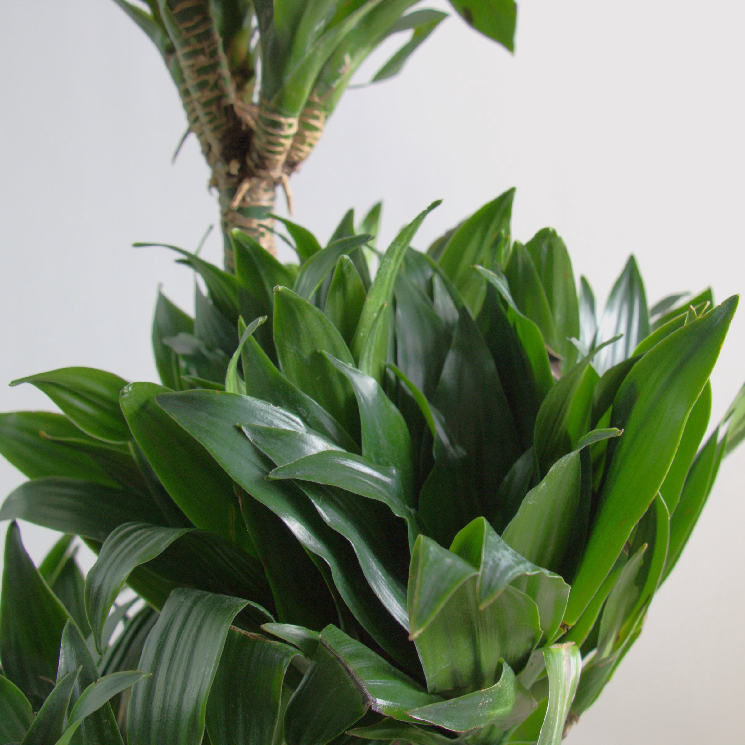 10 in. Dracaena Janet Craig Compacta 3-2-1