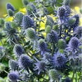 thumbnail image 4 of Sea Holly 'Big Blue' -Eryngium- Live Starter Plant, 4 of 5