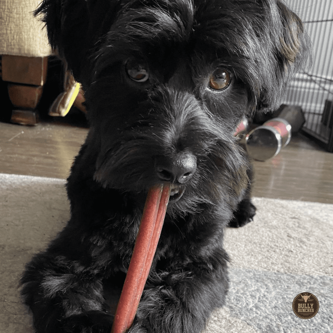 Bully Bunches Premium 6 Inch Standard Bully Stick - 20 Pack