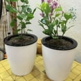 thumbnail image 2 of 1Pc Automatic Self Watering Round Plastic Plant Flower Pot Garden Decors Home Office Soil Planting Hydroponic Baskets Pots, 2 of 9