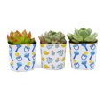 thumbnail image 3 of Plants Of Joy Binky Print Succulent Wraps for Weddings, Baby Shower, and Party Favors. 25 Count Pack., 3 of 3