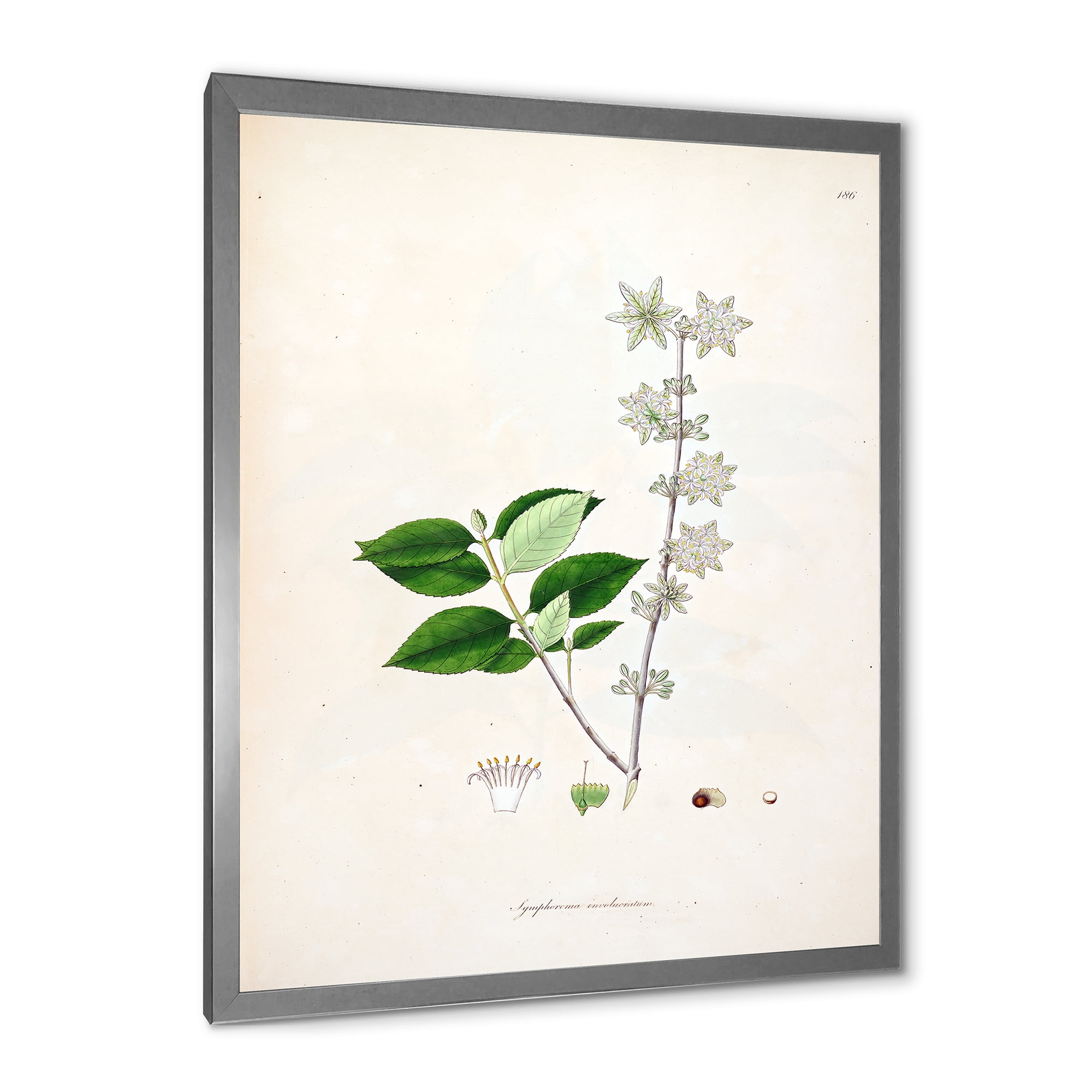 Designart 'Ancient Botanicals XV' Farmhouse Framed Art Print