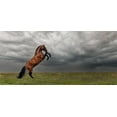 thumbnail image 2 of Weerink, Celine 18x10 White Modern Wood Framed Museum Art Print Titled - The king of the fields, 2 of 4