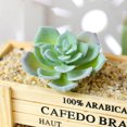 thumbnail image 1 of DIY Artificial Succulent Flocked Plant Fake Cactus Lotus Home Garden Decor, 1 of 1