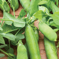 thumbnail image 4 of Ferry-Morse 8G Pea Patio Pride Annual Vegetable Seeds, Full Sun, 4 of 11