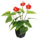 thumbnail image 1 of ADDHAT 1Ud Ornamentación Con Planta Artificial Anthurium Bonsái En Maceta Para Espacios Modernos, 1 of 6