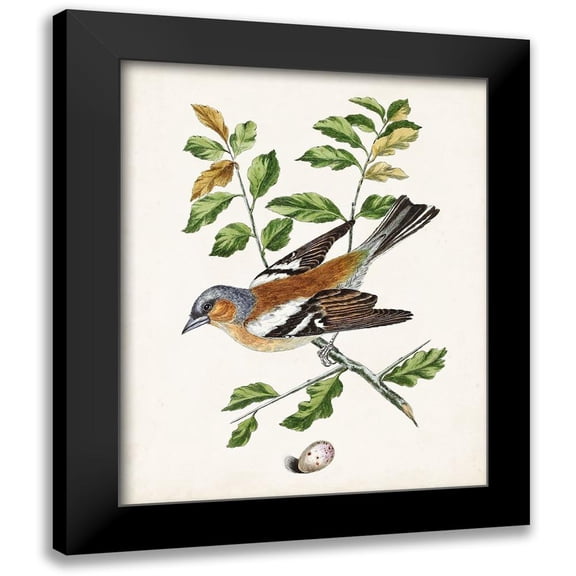 Unknown 12x14 Black Modern Framed Museum Art Print Titled - Antique Bird-Botanical and Egg II