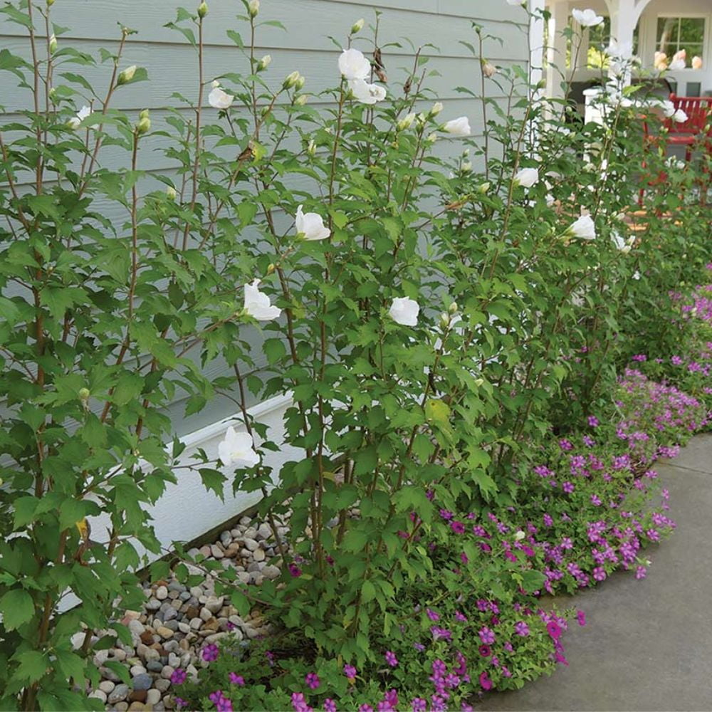 Expert Gardener 1.5- 2 ft tall White Althea Live Shrub in 3-Gallon Grower Pot