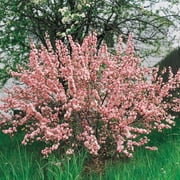 Flowering Ornamental Almond Bush Potted Flowering Shrub, in a 2.50 Qt. Pot