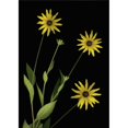 thumbnail image 1 of Posterazzi DPI1792904 Three Yellow Flowers Poster Print by Deddeda, 12 x 16, 1 of 1