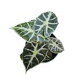 thumbnail image 2 of Mandalay African Mask Plant - Alocasia 'Mandalay' - Houseplant - 4" Pot, 2 of 2