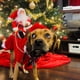 thumbnail image 5 of Disfraz de Papá Noel para perro, ropa navideña para mascotas, disfraz de Papá Noel montado para mascotas, disfraz de fiesta para perros y gatos, atuendo para perros pequeños, medianos y, 5 of 5