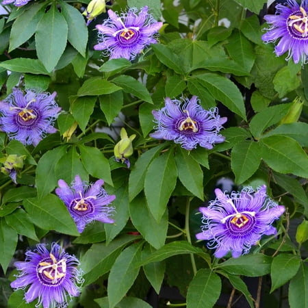 Passiflora Seeds - Purple Passion Flower - Packet - Purple Flower Seeds, Open Pollinated Seed Attracts Bees, Attracts Butterflies, Attracts Hummingbirds, Attracts Pollinators, Edible, Fast Growing