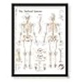 thumbnail image 3 of The Skeletal System Framed Medical Educational Informational Poster Diagram Doctors Office School Classroom 22x28 Inches, 3 of 4