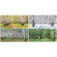 thumbnail image 4 of Landscape Piggy Bank, Pathway in Woodland Birch Tree Jungle in the Fall Winter Spring Summer Season, Ceramic Coin Bank Money Box for Cash Saving, 3.6" X 3.2", Green White, by Ambesonne, 4 of 4