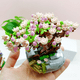 thumbnail image 3 of Bloques de construcción de partículas pequeñas, mini cerezo carnoso en maceta para niña, decoración para el hogar, ramo de regalo, 3 of 3