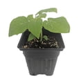 thumbnail image 3 of Golden Berry - Pineapple Tomatillo Plant - Golden Yellow - 4" Pot, 3 of 3