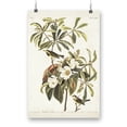 thumbnail image 1 of Bachman's Warbler Poster - John James Audubon Designs,, 1 of 4