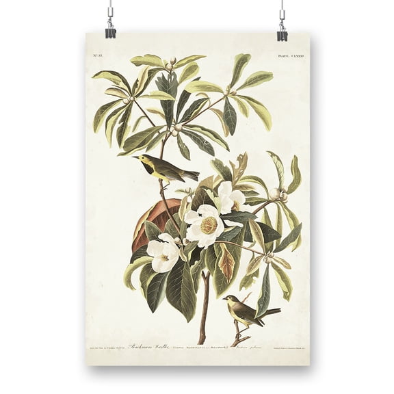 Bachman's Warbler Poster - John James Audubon Designs,