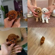 2025 New Robot Dog, Robot Puppy That Acts Like A Real Puppy, Nicoo - My Realistic Robotic Puppy, Nico Dog Robot for Adults, Nicco Robot Dog - Walking, Barking, Tail Wagging (Teddy)