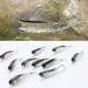 thumbnail image 4 of 10PCS 8cm Vivid Natural Grey Fake Fish Lure Bait Pequeño Bass Catfish Lure Fish Bait Abanopi Carnada de pez, 4 of 7