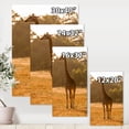 thumbnail image 4 of African Giraffe In The Wildlife II 12 in x 8 in Photography Canvas Art Print, by Designart, 4 of 4
