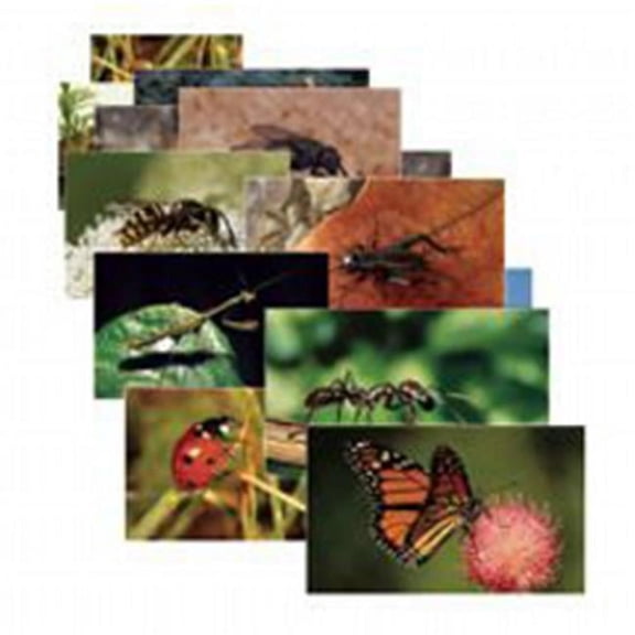 Stages Learning Materials Insects & Bugs Real Life Learning Poster Card Set, Set of 14