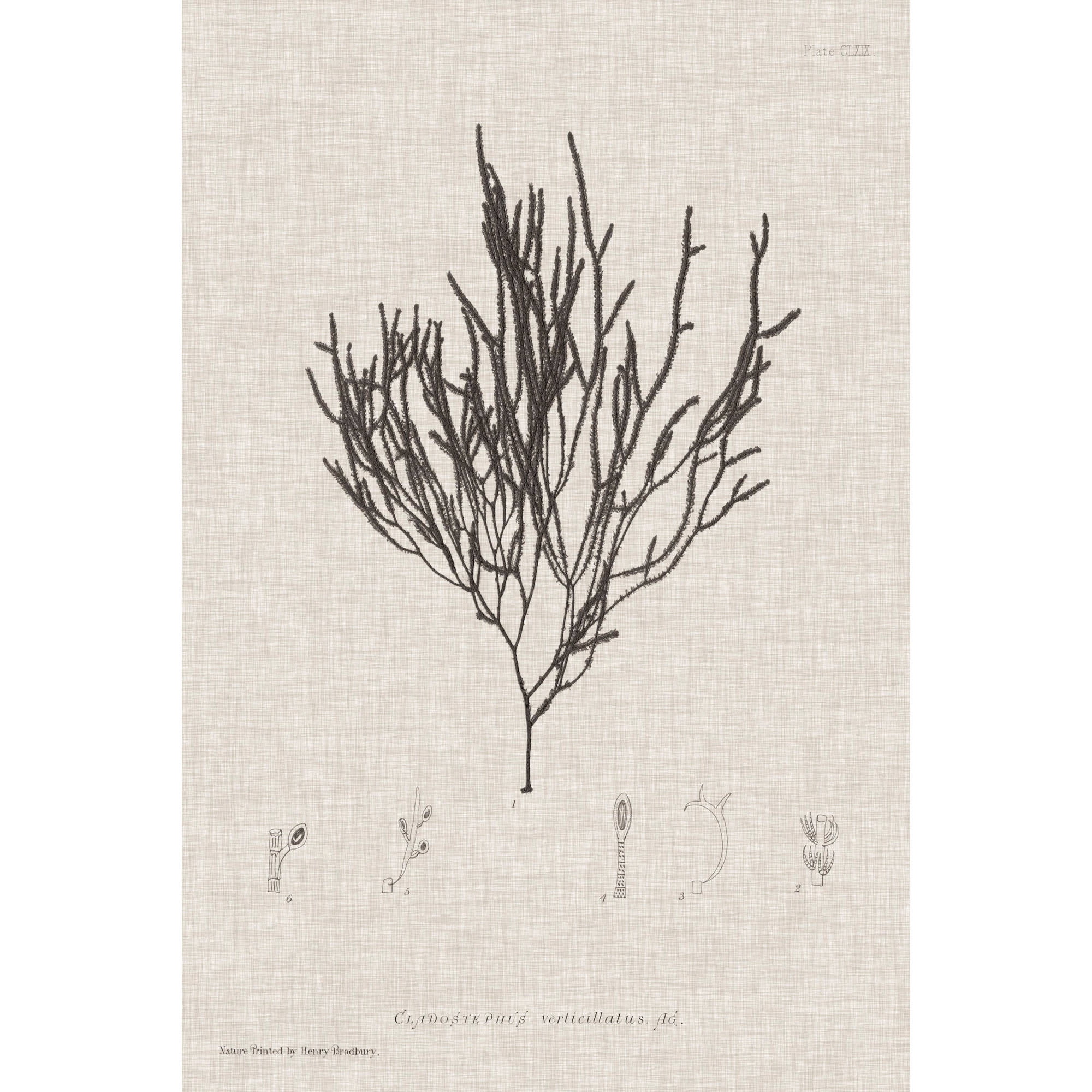 Marmont Hill "Linen Seaweed IV" Painting Print on Wrapped Canvas