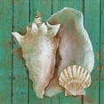 thumbnail image 2 of Tava, Janet 20x20 Black Ornate Wood Framed with Double Matting Museum Art Print Titled - Conch, 2 of 4