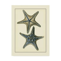 Trademark Fine Art 'Antique Blue Starfish II' Canvas Art by Vision Studio