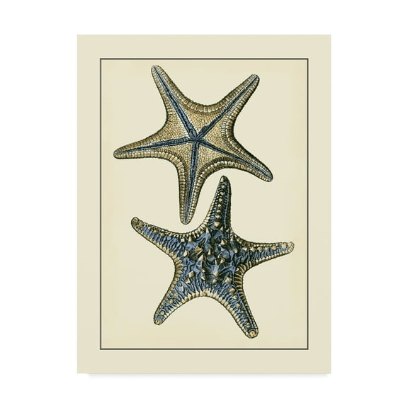 Trademark Fine Art 'Antique Blue Starfish II' Canvas Art by Vision Studio